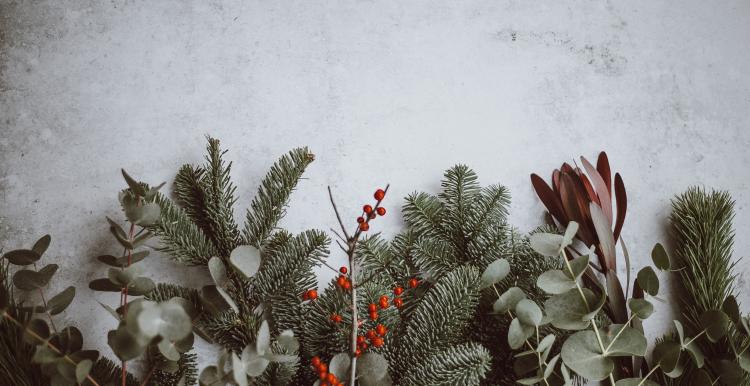 Green Christmas foliage on a white snowy background